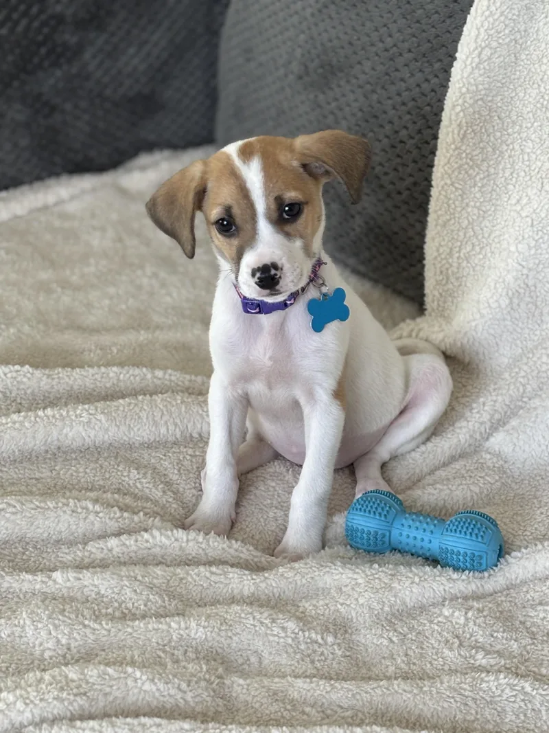 Magnolia thumbnail 4