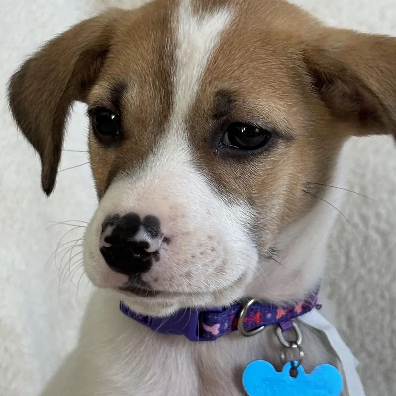 Magnolia thumbnail 5