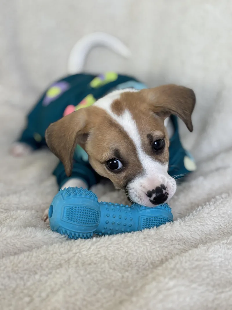 Magnolia thumbnail 6