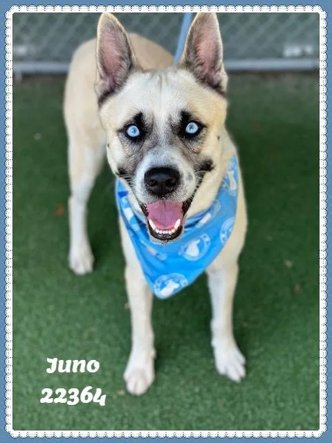 Juno