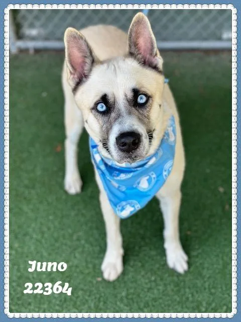 Juno thumbnail 2