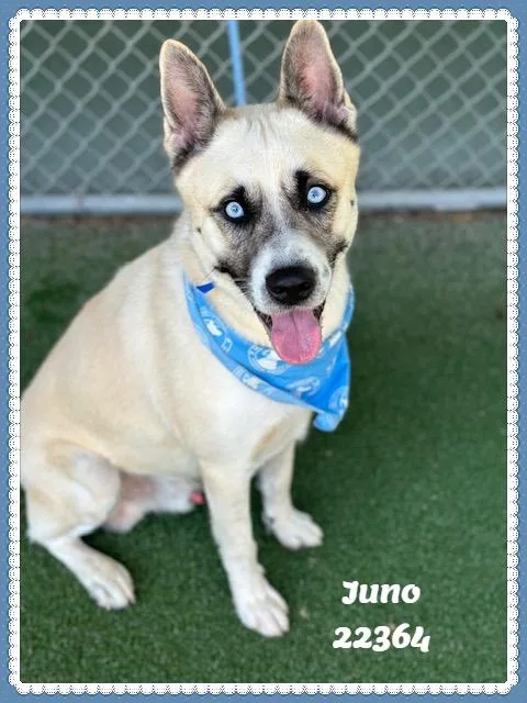 Juno thumbnail 3