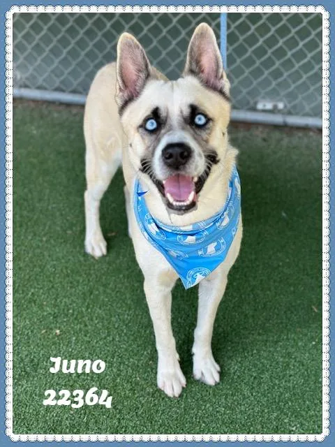Juno thumbnail 4