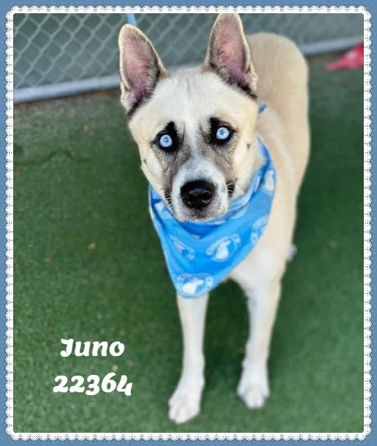 Juno thumbnail 6