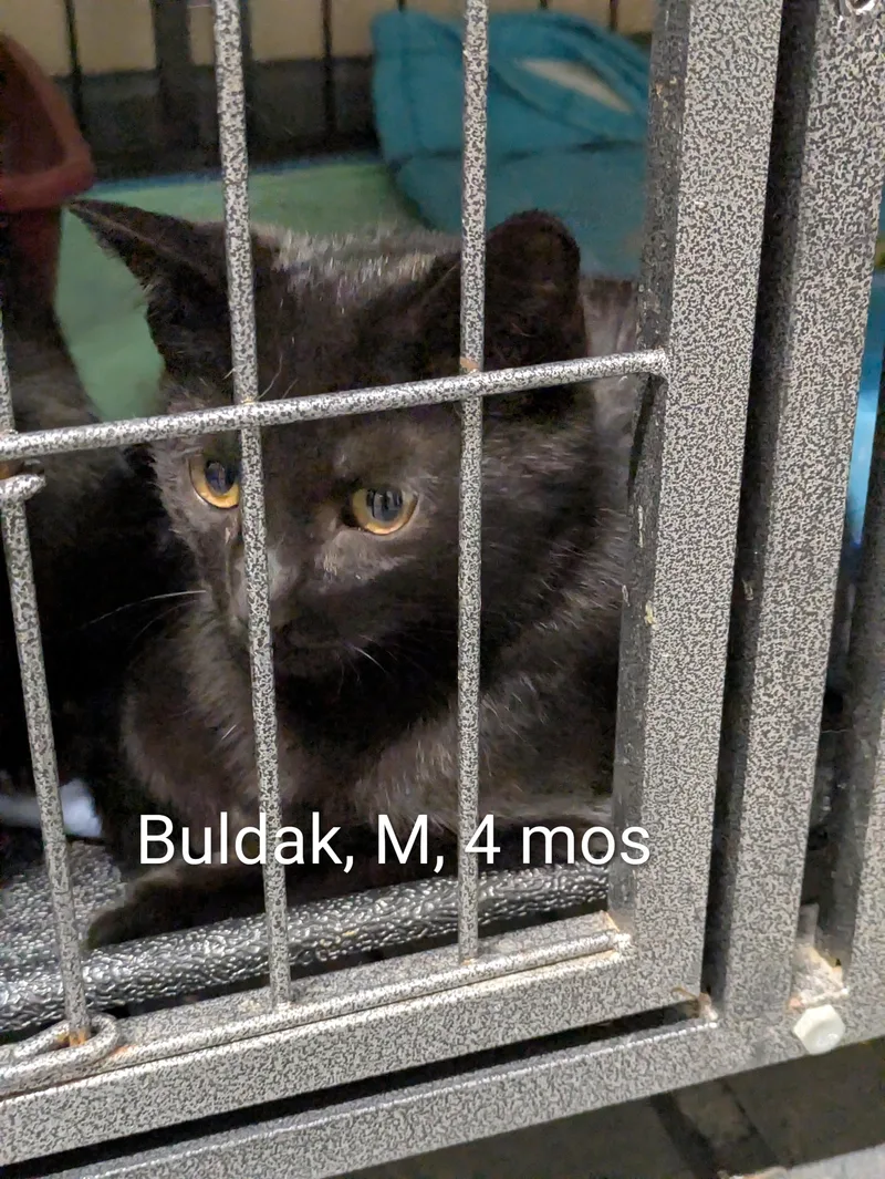 A young small-sized male Black Domestic Short Hair cat named Buldak for adoption in Bedford, VA