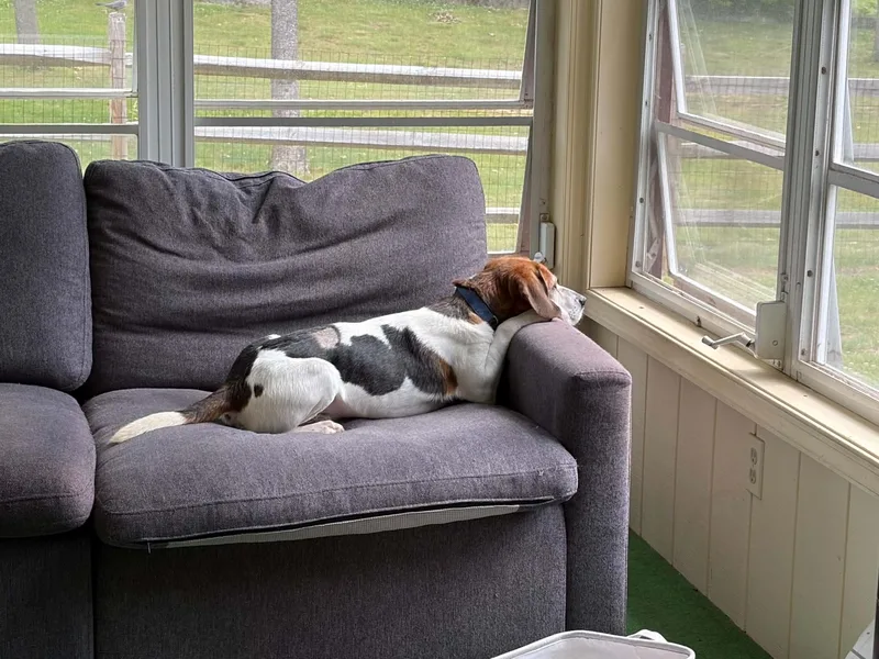 An adult medium-sized male Beagle dog named Clayton for adoption in Succasunna, NJ