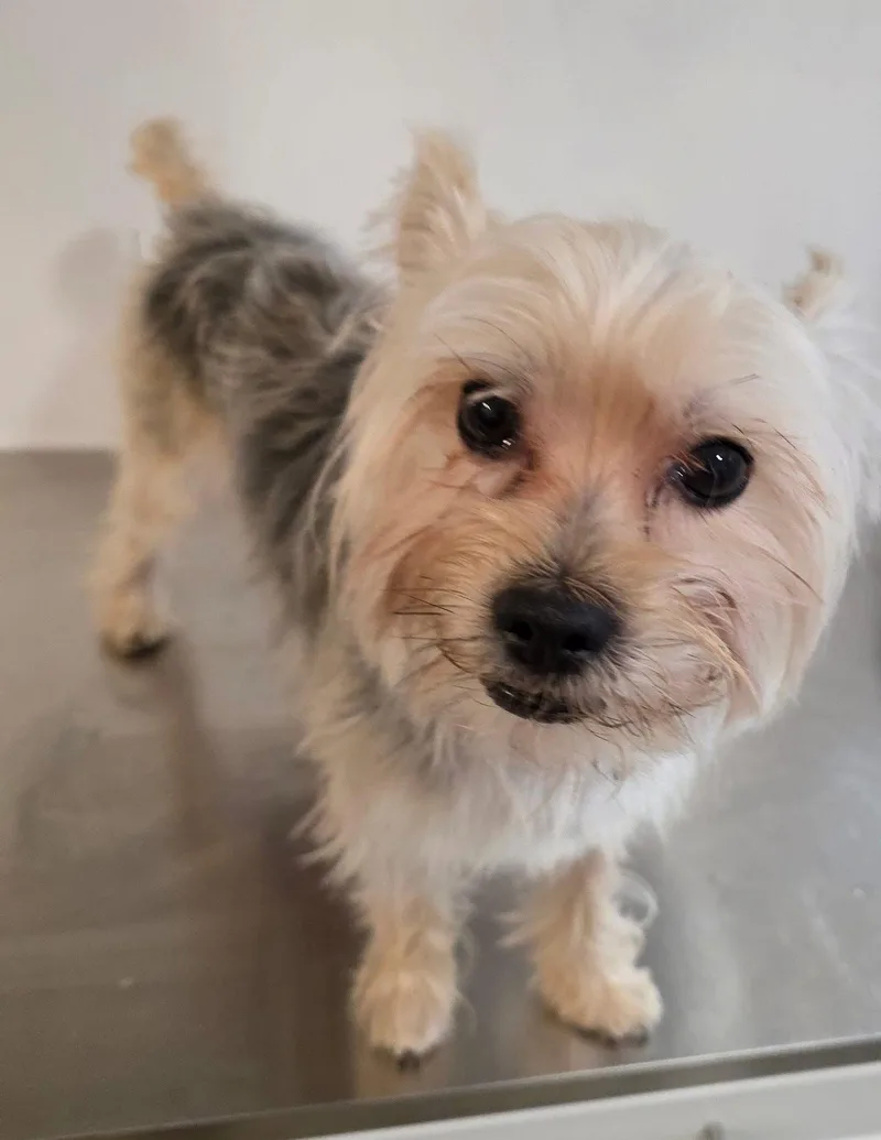 An adult small-sized male Silky Terrier dog named William Defuzz for adoption in New York, NY
