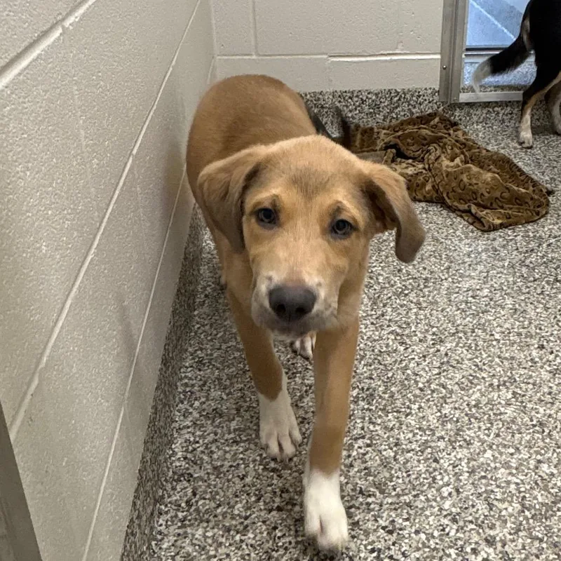 A baby small-sized male Yellow / Tan / Blond / Fawn Labrador Retriever dog named Deep Fried Oreo for adoption in Morganton, NC