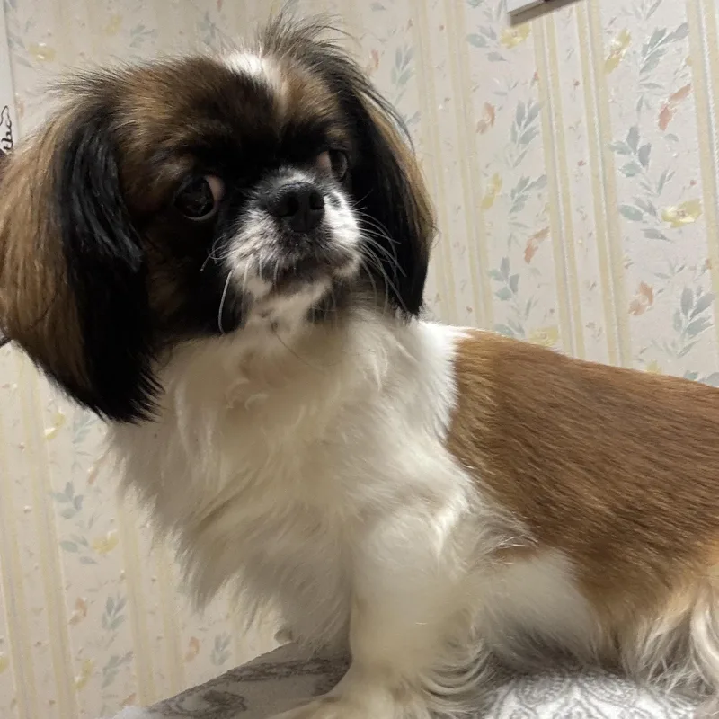 An adult small-sized female Pekingese dog named Tiki for adoption in San Jose, CA