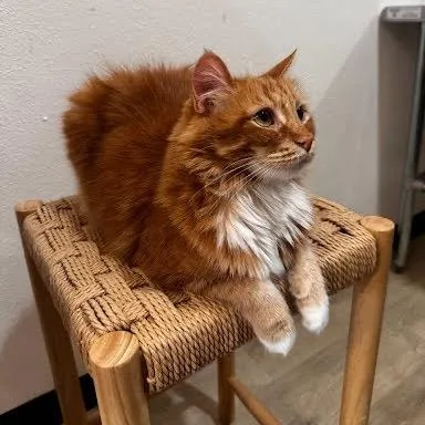 An adult small-sized male Orange / Red Domestic Long Hair cat named Tora for adoption in Tustin, CA