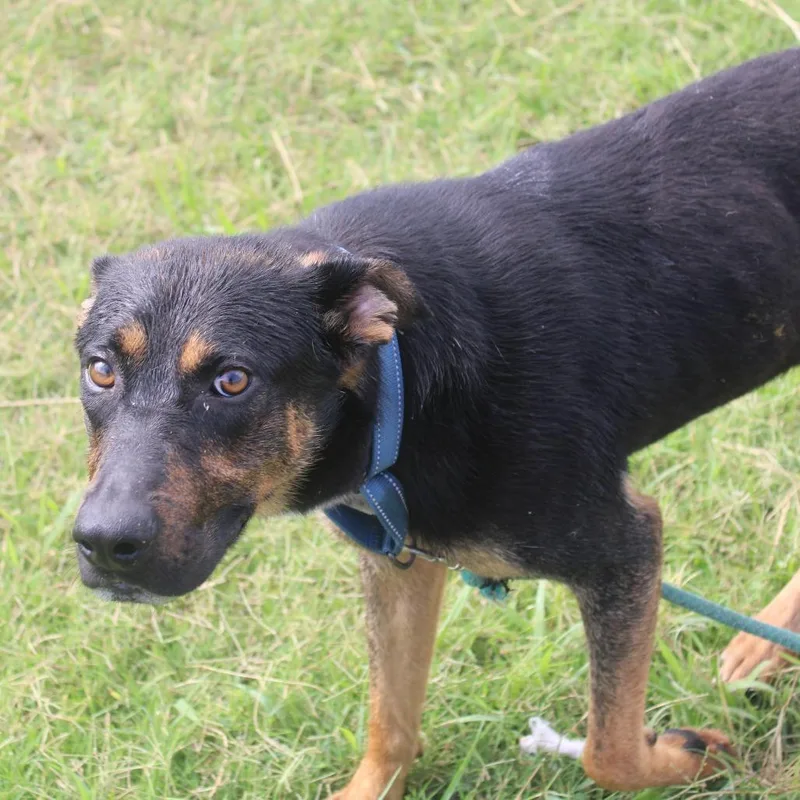 An adult medium-sized male Black Shepherd dog named Kipper for adoption in Cleveland, MS