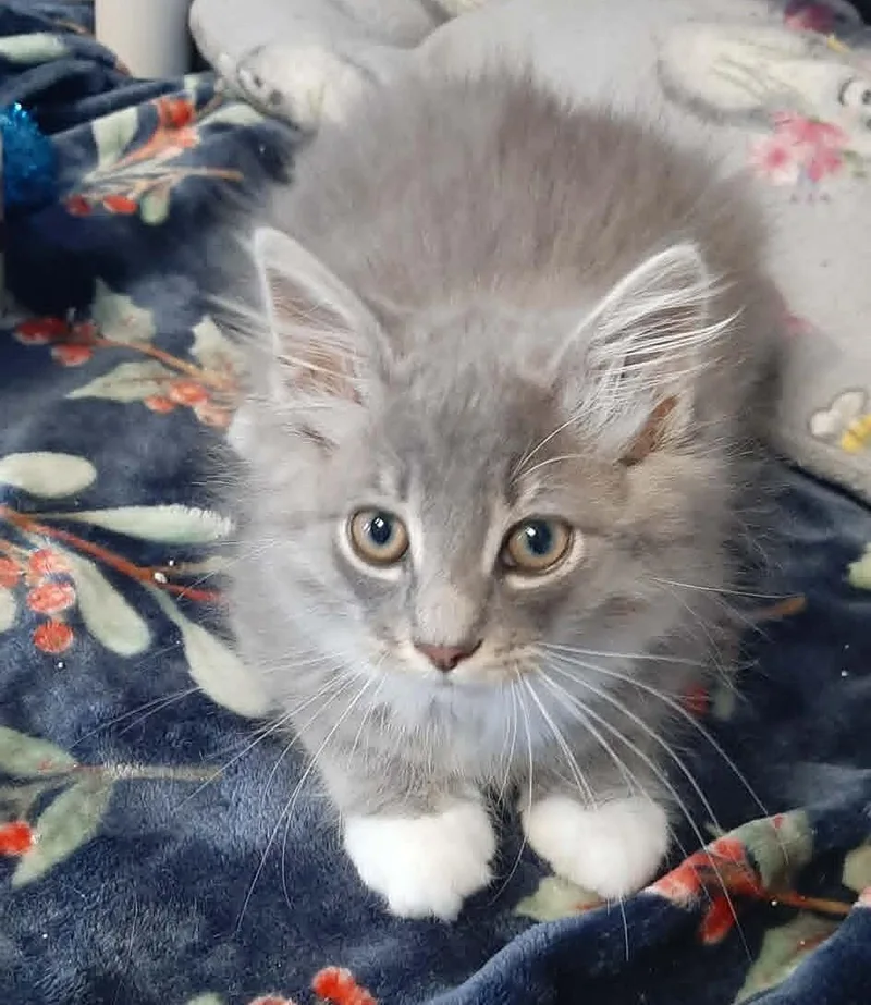 A baby medium-sized male Gray / Blue / Silver Domestic Long Hair cat named Tuk Tuk for adoption in Georgetown, OH