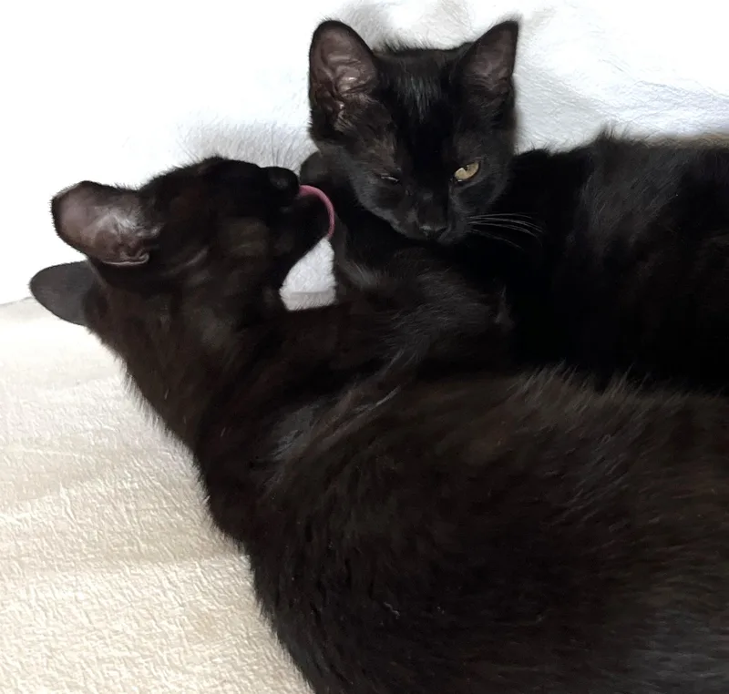 A baby medium-sized male Bombay cat named Virgil for adoption in Lyle, WA