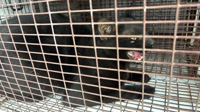An adult large-sized male Domestic Short Hair cat named A for adoption in Houston, TX