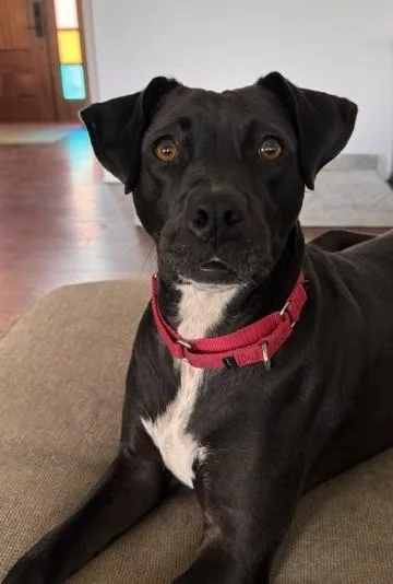 An adult medium-sized female Black Labrador Retriever dog named Lacey for adoption in Albany, NY