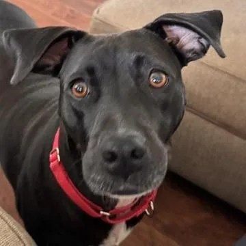 Lacey thumbnail 3