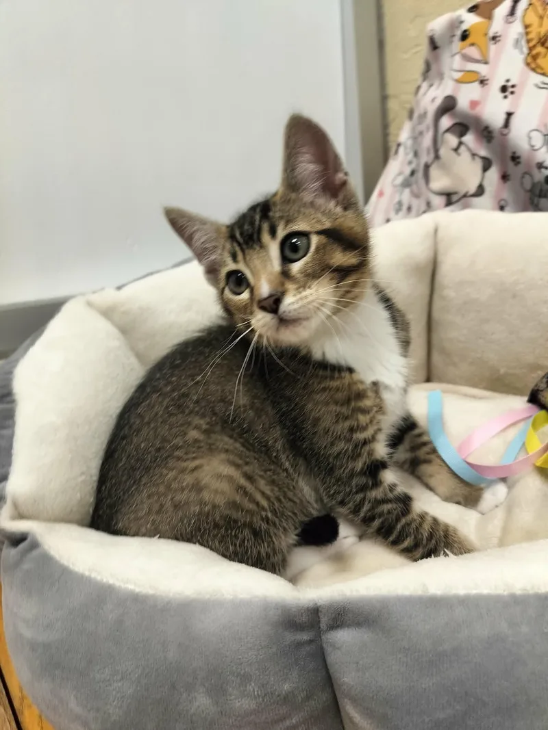 A baby small-sized male Abyssinian cat named Latte for adoption in Parlier, CA