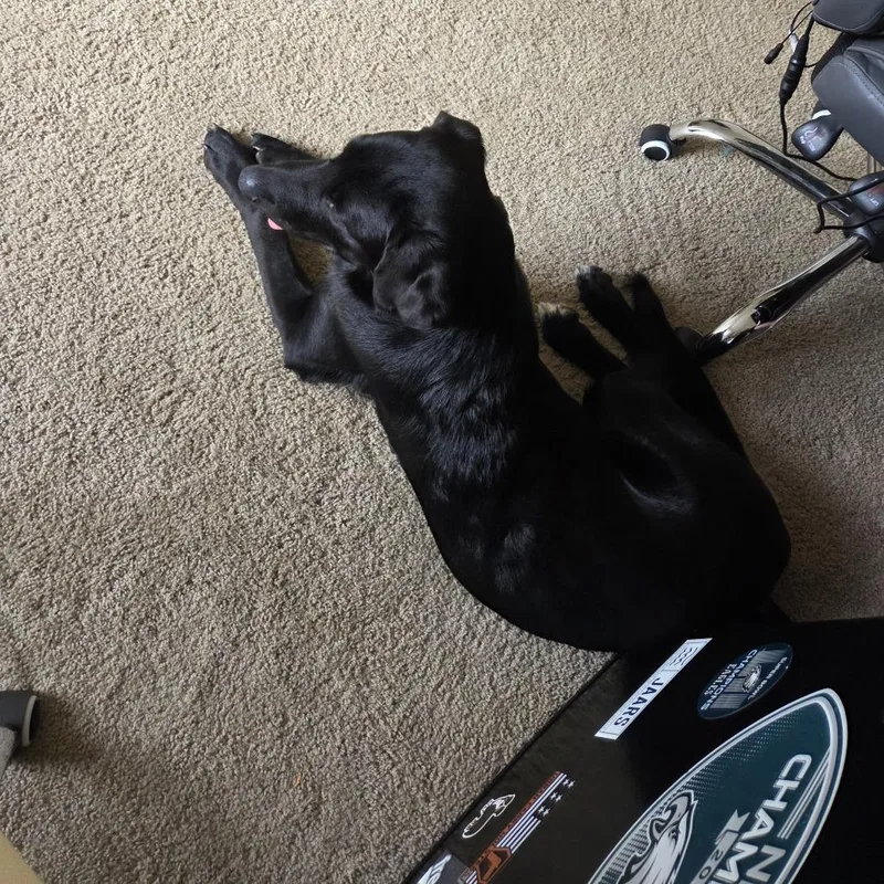 A young small-sized male Black Golden Retriever dog named Barkley for adoption in Lynchburg, VA