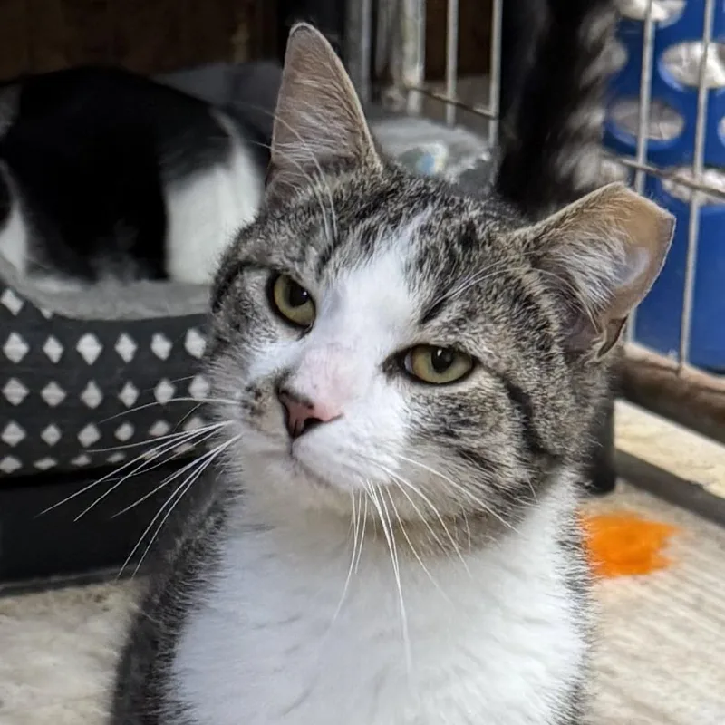 A young medium-sized male Gray / Blue / Silver Domestic Short Hair cat named Draven for adoption in Hamburg, NY