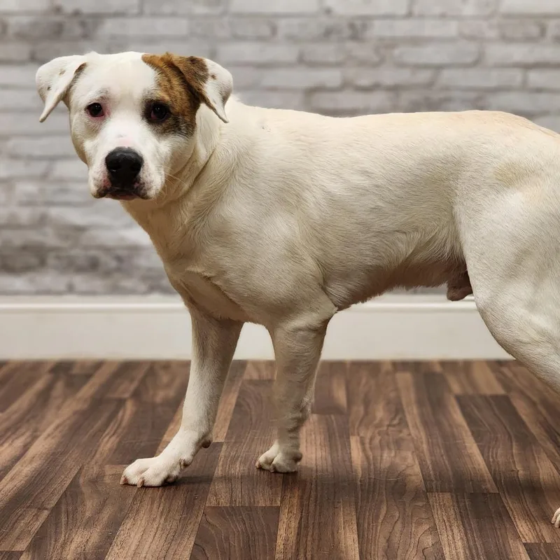 Butter Milk thumbnail 2