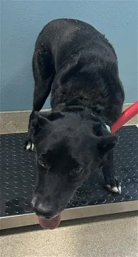 A senior medium-sized male Labrador Retriever dog named Rico for adoption in Newton, NC