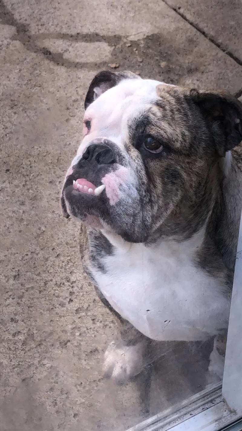 An adult medium-sized female English Bulldog dog named Chloe for adoption in Stagecoach, NV