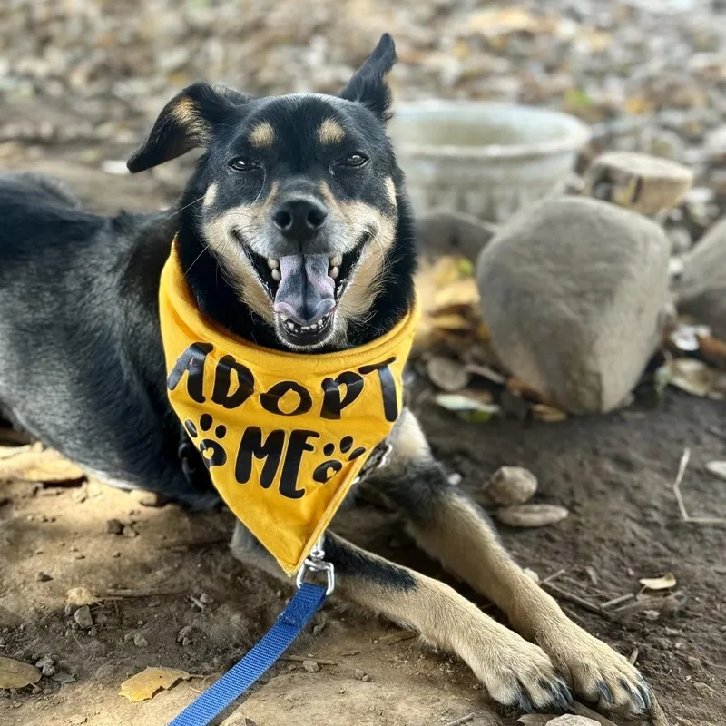 A senior small-sized male Black Chihuahua dog named Bandit for adoption in Sonoma, CA