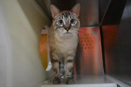 An adult medium-sized female Siamese cat named Fable for adoption in Kansas City, MO