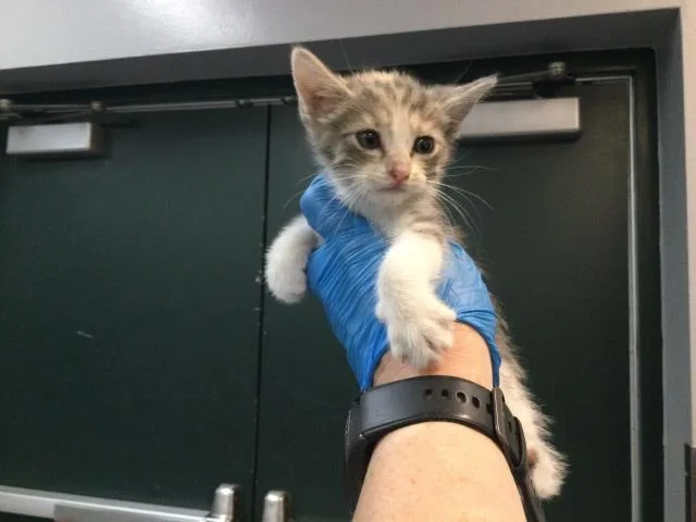 A baby small-sized female Domestic Short Hair cat named A for adoption in Thousand Palms, CA