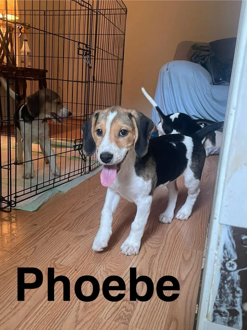 Phoebe
