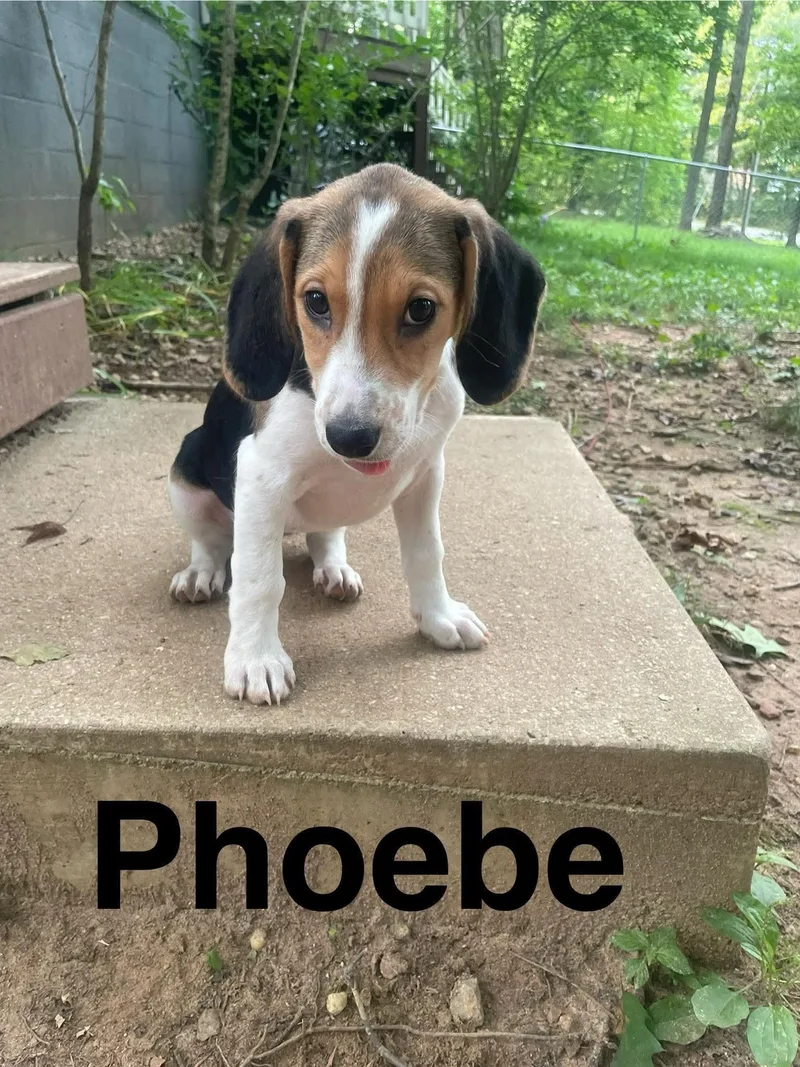 Phoebe thumbnail 2