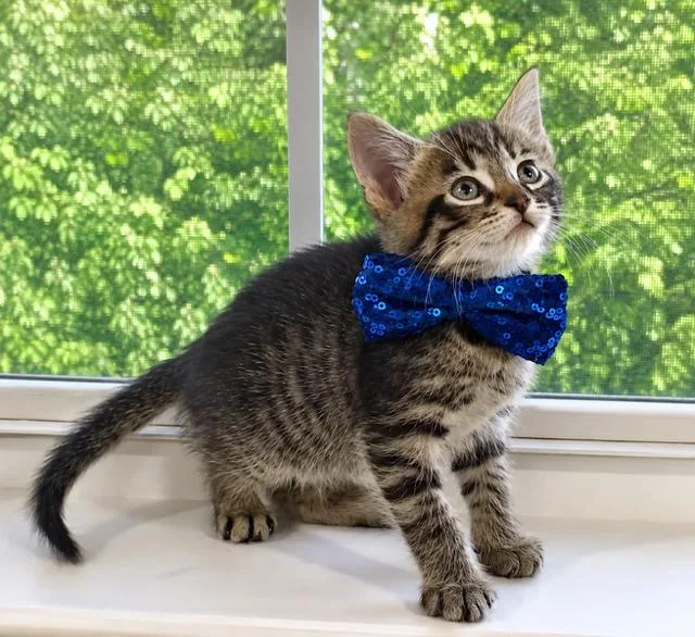 A baby medium-sized male Domestic Short Hair cat named Butcher for adoption in Herndon, VA