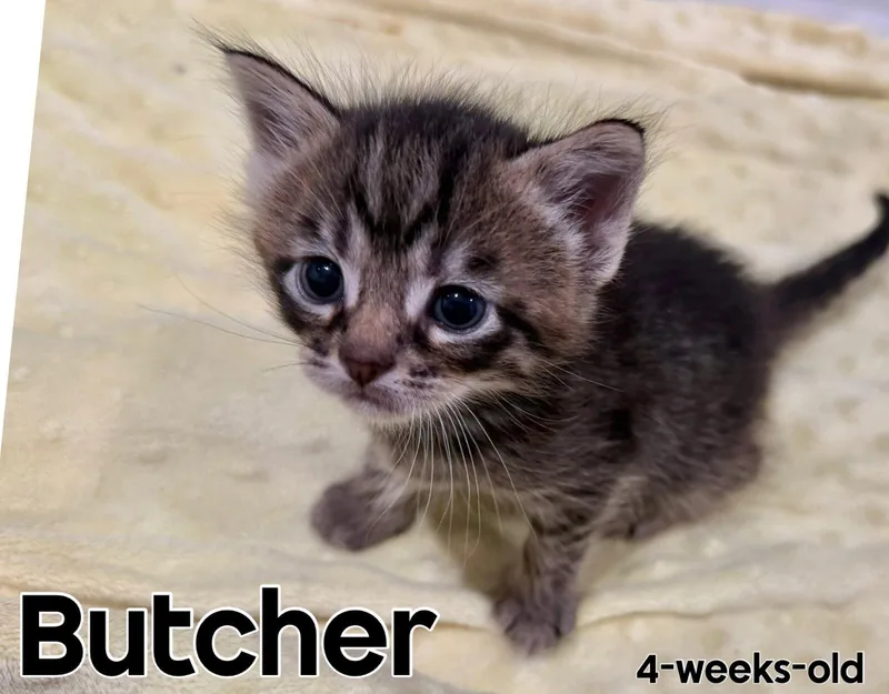 Butcher thumbnail 2