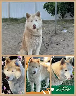 A young large-sized male Husky dog named Hennessy for adoption in Santa Ana, CA