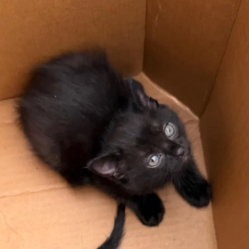 A baby small-sized female Black Domestic Medium Hair cat named Silhouette for adoption in Marshall, TX