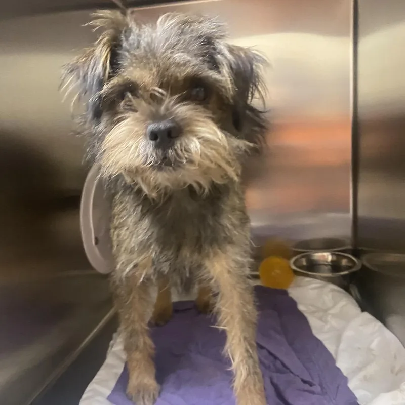 An adult small-sized male Sable Terrier dog named WAGSStray for adoption in Westminster, CA