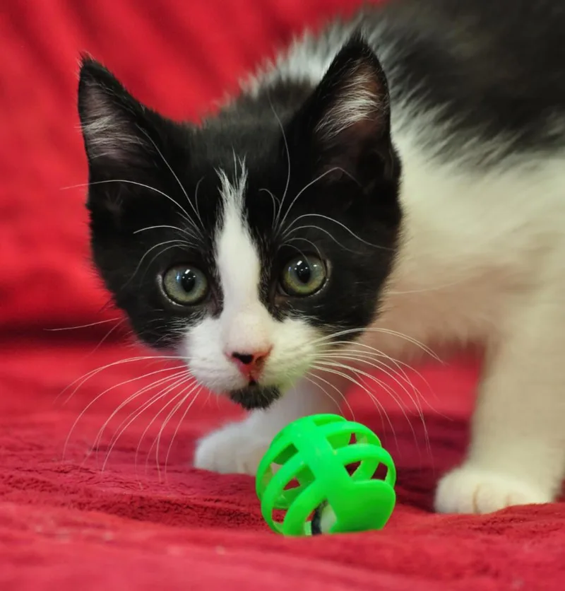 A baby small-sized female Domestic Short Hair cat named Jamaica for adoption in Indiana, PA
