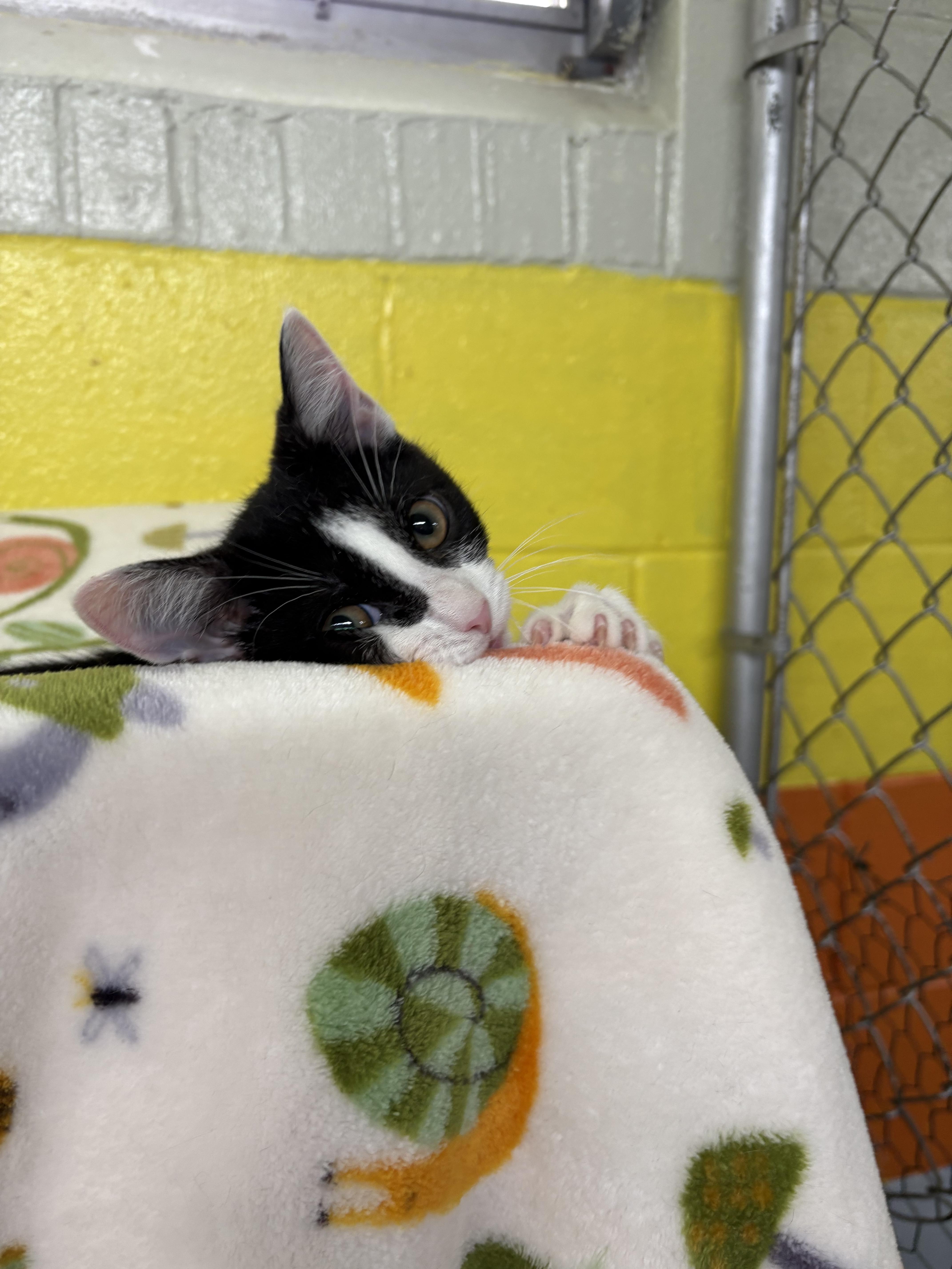 Cornelius + Grumbalina Jr.