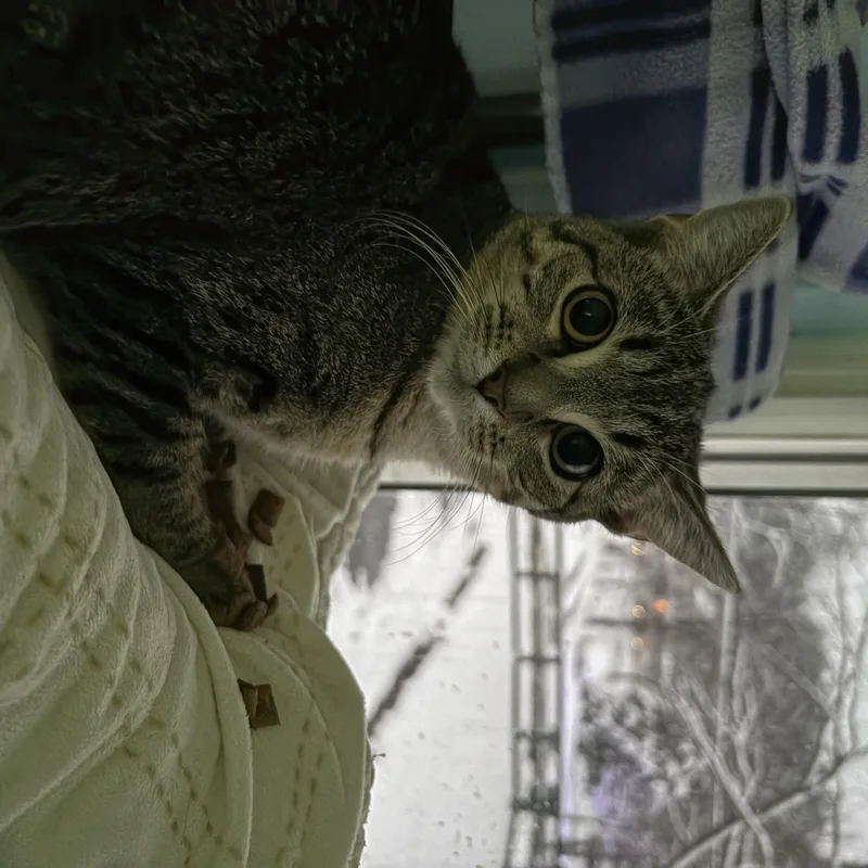 Cornelius + Grumbalina Jr. thumbnail 2