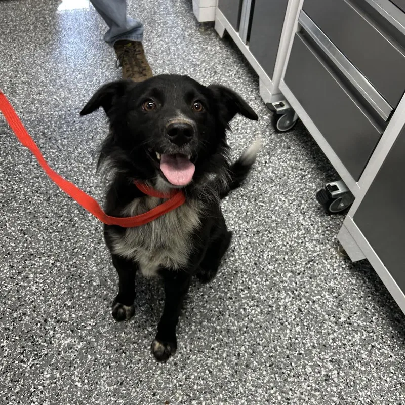 A young medium-sized female Border Collie dog named Glory for adoption in Moravia, NY