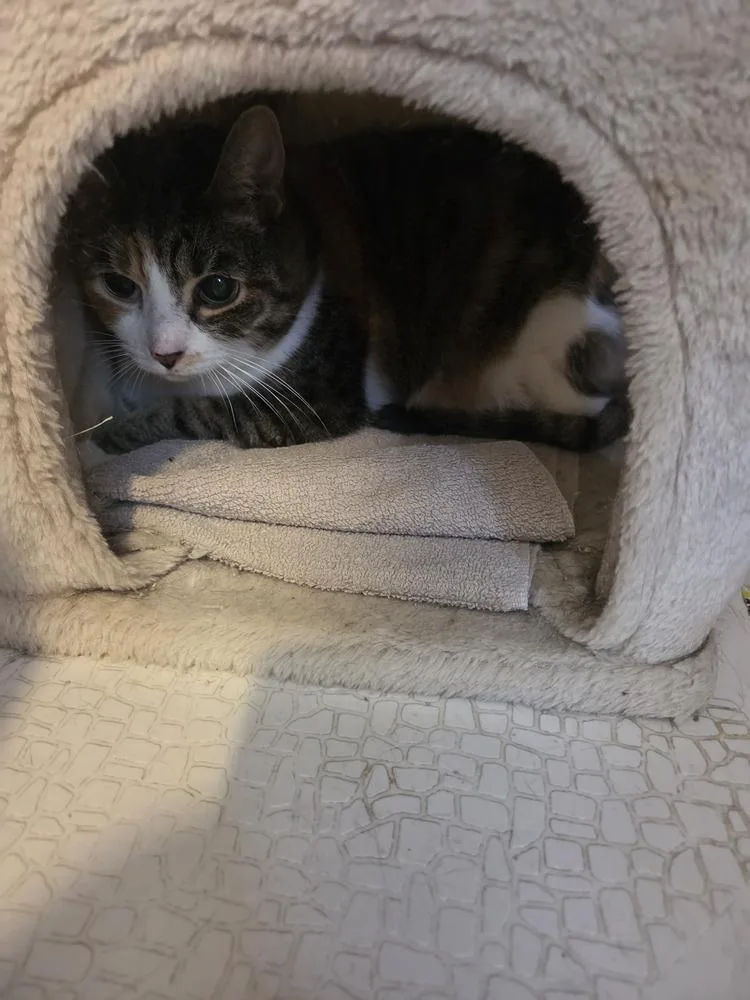 An adult large-sized female Domestic Short Hair cat named Waffles for adoption in Skippack, PA