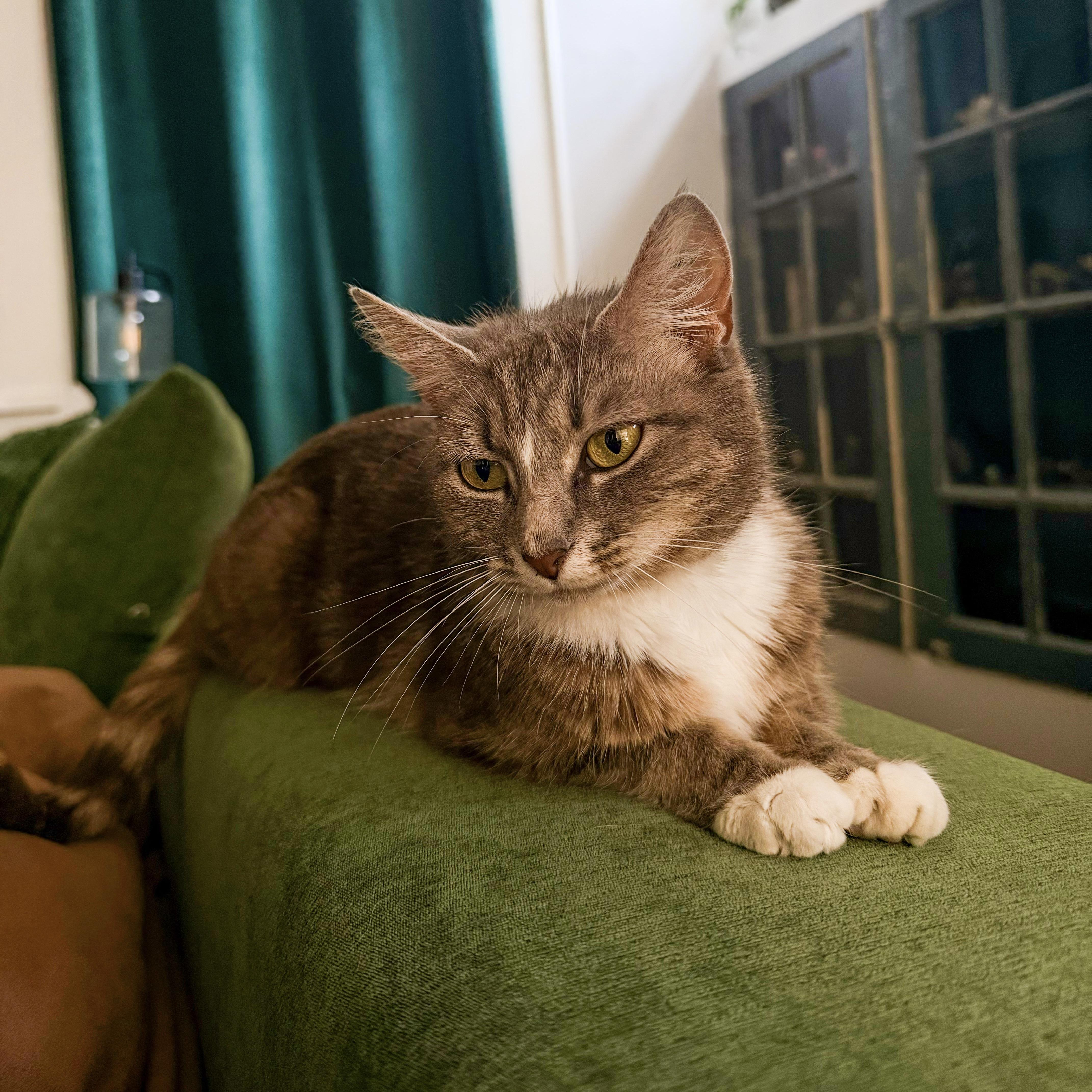 An adult medium-sized female Tabby cat named Derby for adoption in Columbia, SC