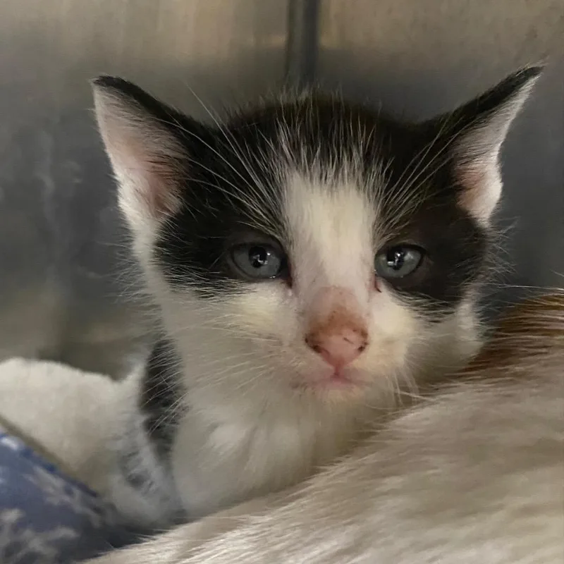 A baby medium-sized male Domestic Medium Hair cat named Frappuccino for adoption in Fall River, MA