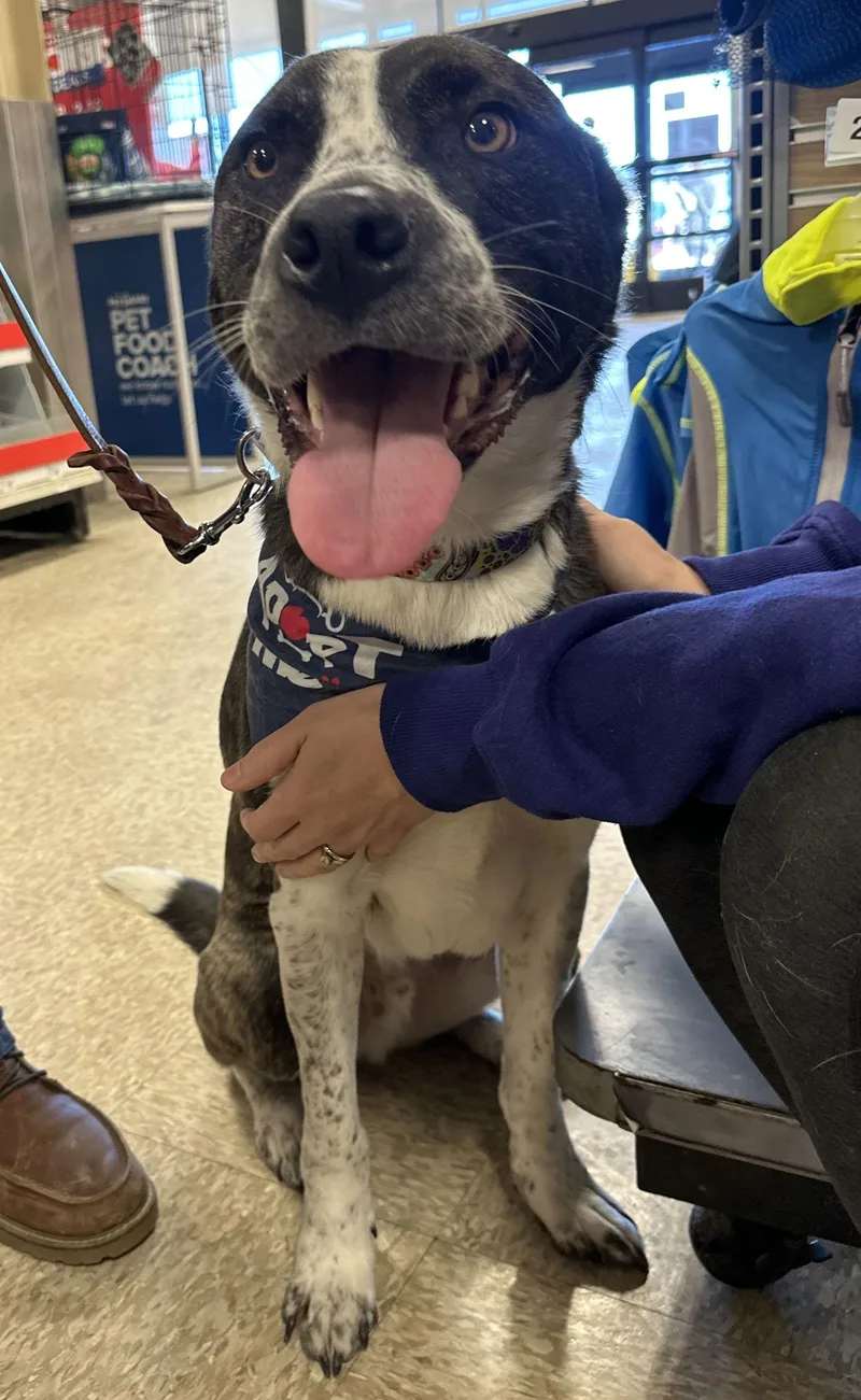 Logan Howlett thumbnail 2