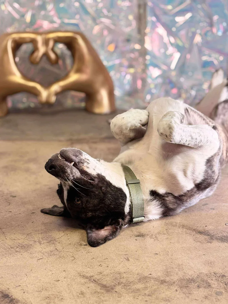 Logan Howlett thumbnail 3