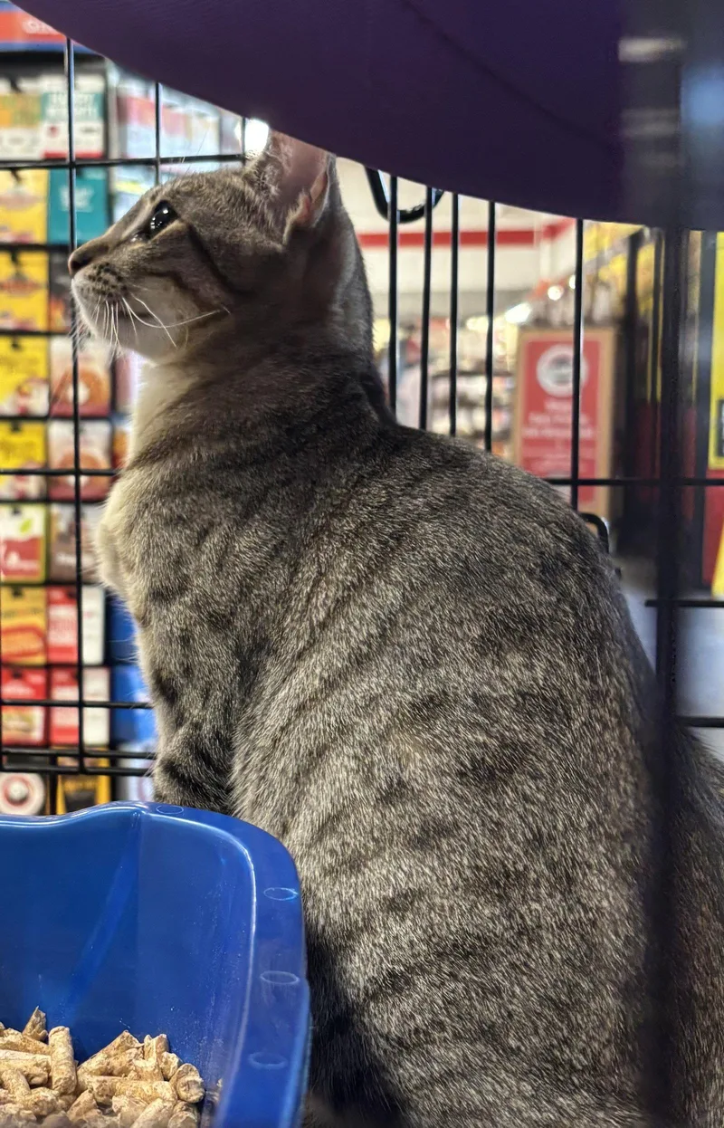 A young medium-sized male Domestic Short Hair cat named Rain for adoption in Morgan Hill, CA