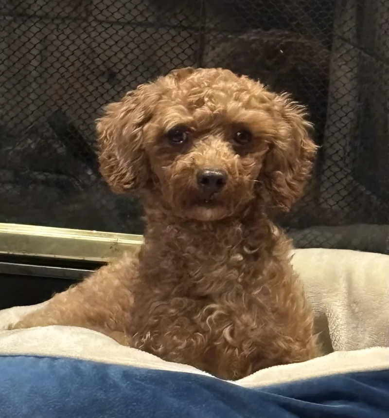 An adult small-sized female Poodle dog named Olive for adoption in Overland Park, KS