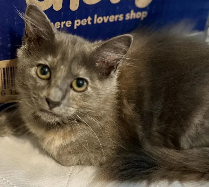 Meet Florence Von Fluffington