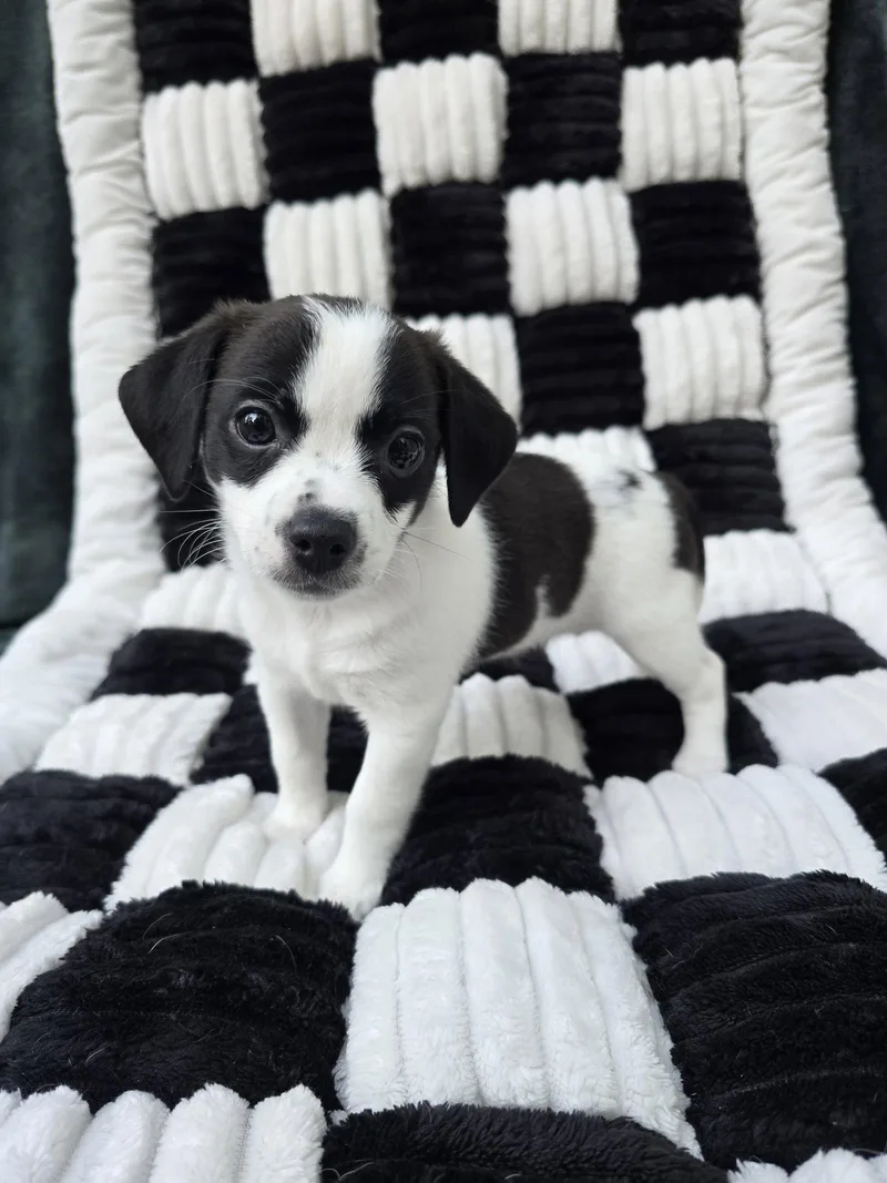 A baby small-sized female Chihuahua dog named Agate for adoption in San Francisco, CA