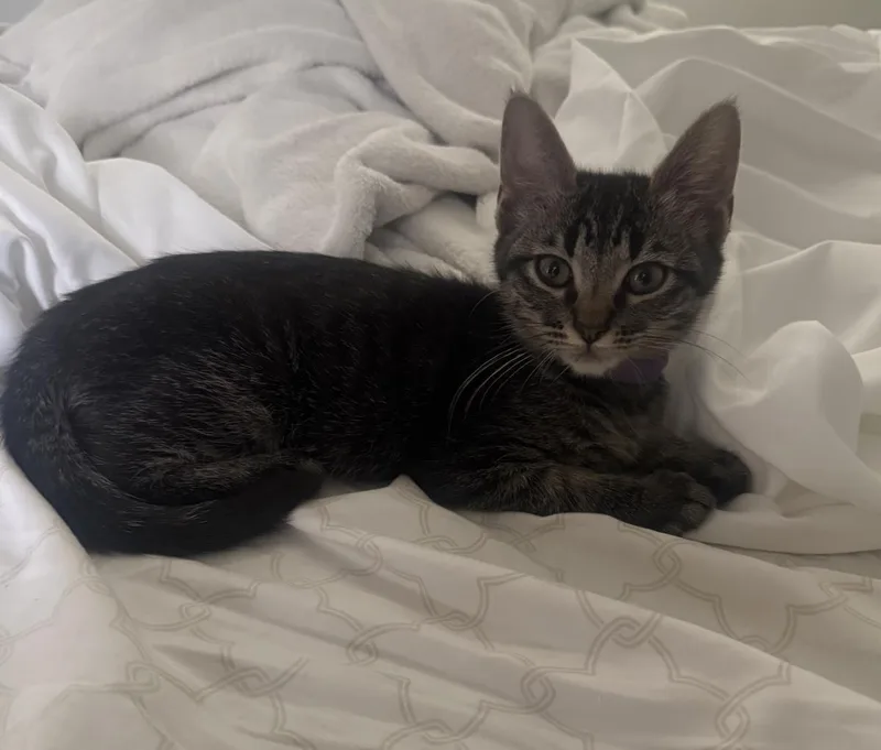 A baby small-sized male Tabby (Brown / Chocolate) Tabby cat named Casey Curtis for adoption in Chandler, AZ